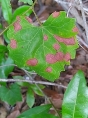 Xylella fastidiosa