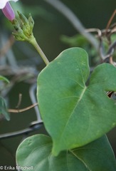 Ipomoea sagittifolia