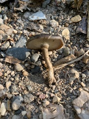 Lentinus longiporus