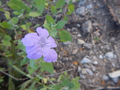 Ruellia hirsutoglandulosa