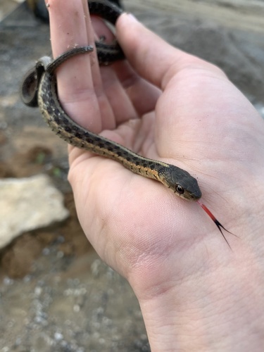 Eastern Garter Snake photographed in Kentucky
