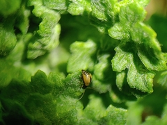 Longitarsus exsoletus