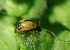 Longitarsus exsoletus