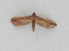 Hydriris