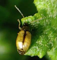 Longitarsus exsoletus