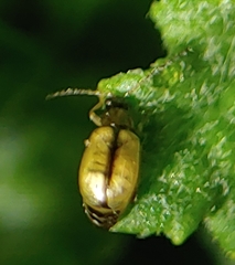 Longitarsus exsoletus