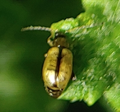 Longitarsus exsoletus
