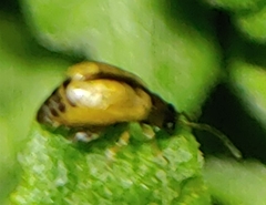 Longitarsus exsoletus