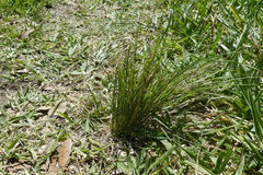 Nassella leucotricha