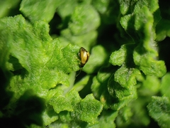 Longitarsus exsoletus