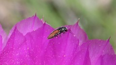 Acmaeodera robigo