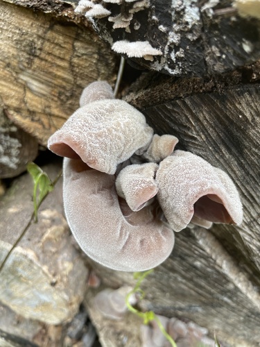 Auricularia