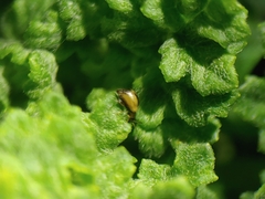 Longitarsus exsoletus