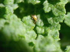 Longitarsus exsoletus