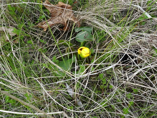 Ozark spatterdock (Nuphar ozarkana)