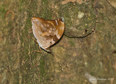 Herona marathus