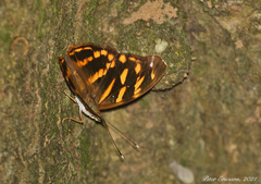 Herona marathus
