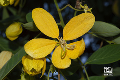 Senna macranthera