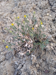 Xanthisma grindelioides