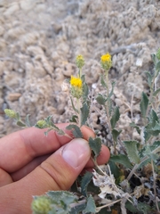 Xanthisma grindelioides