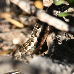 Stenocercus doellojuradoi