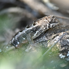 Stenocercus doellojuradoi