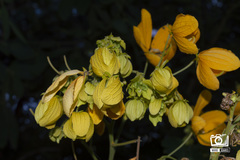 Senna macranthera