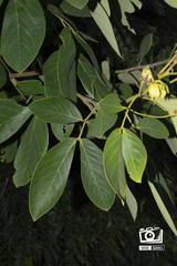 Senna macranthera
