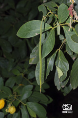 Senna macranthera