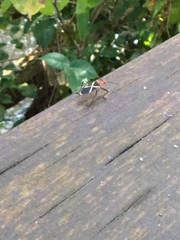 Dysdercus decussatus