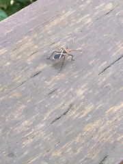 Dysdercus decussatus