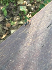 Dysdercus decussatus