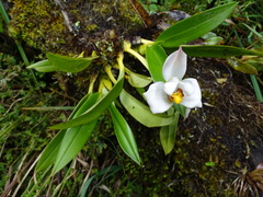 Maxillaria huebschii