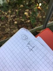 Arrhenodini