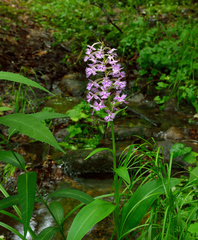 Platanthera grandiflora