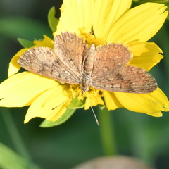 Zabuella tenellus