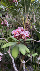 Plumeria rubra