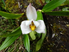 Maxillaria huebschii