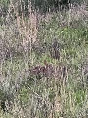 Sylvilagus floridanus