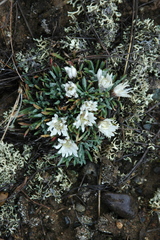Townsendia hookeri