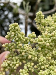 Zanthoxylum flavum