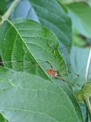 Leiobunum aldrichi