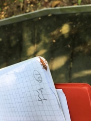 Arrhenodini