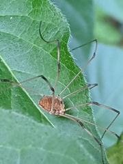Leiobunum aldrichi