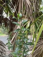 Crescentia linearifolia