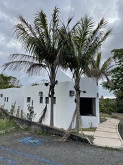 Calyptronoma rivalis