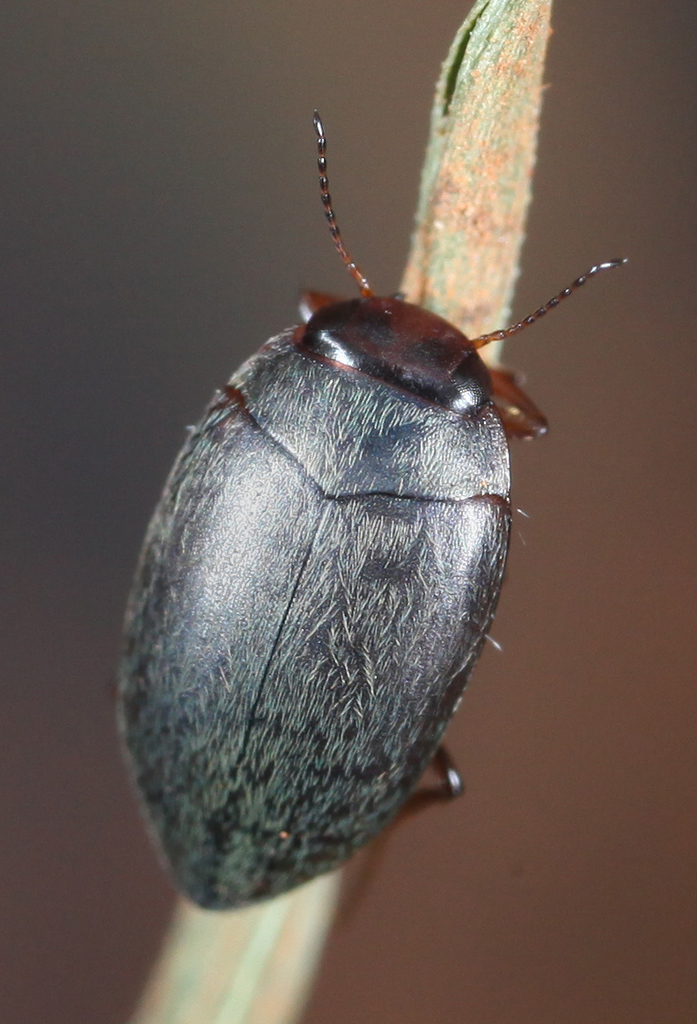 Hydroporus