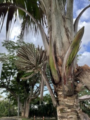 Calyptronoma rivalis