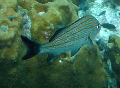 Haemulon carbonarium