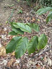 Prunus occidentalis